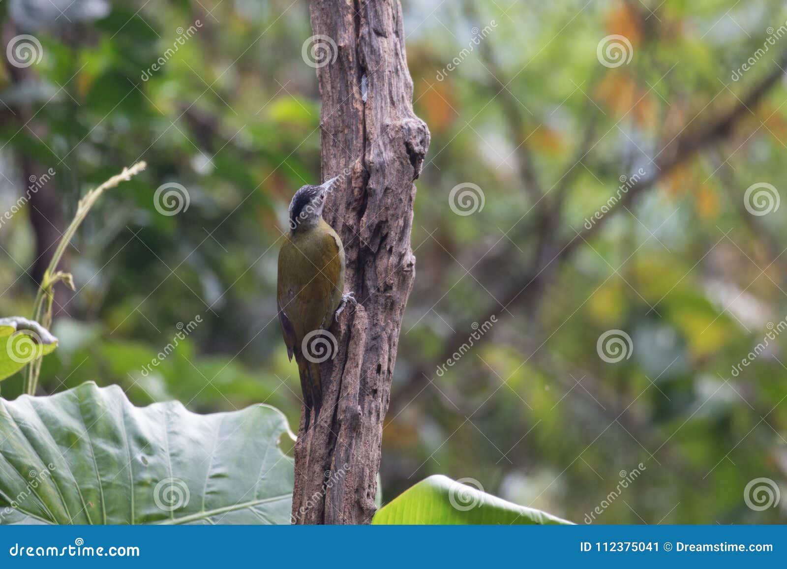 fantastic beast and where to find them - picus canus